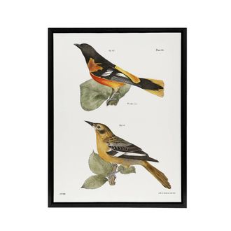 Artery8 James Ellsworth De Kay Golden Oriole & Ditto Framed Canvas Art Print in White | Size: W24 x H32