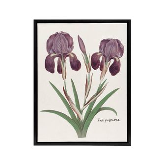 Artery8 Purple iris germanica Anselmus de Boodt Framed Canvas Wall Art Print in White | Size: W24 x H32