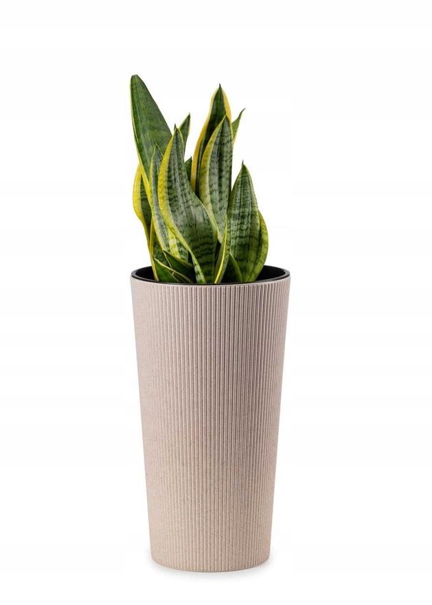 robusteste zimmerpflanze Yucca elephantipes – Robuste Zimmerpflanze main image 1