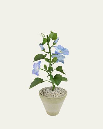 Tommy Mitchell Morning Glory September Birth Flower in White Terracotta Pot