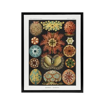 Artery8 Ascidiae Colourful Marine Life Haeckel Botanical Framed Canvas Art | Size: W24 x H32