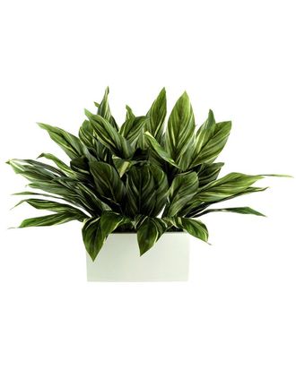 Creative Displays Inc. Foliage Arranged In A White Rectangular Planter