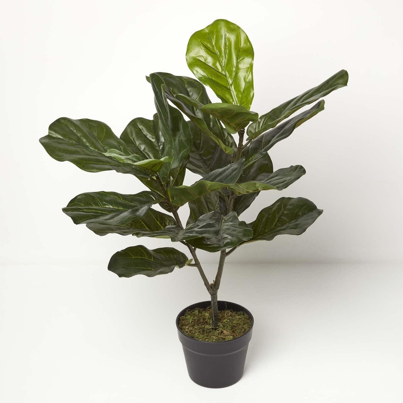 monstera senker Monstera siltepecana