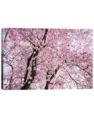 iCanvas Icanvas Cherry Blossom By Stefan Hefele Wall Art