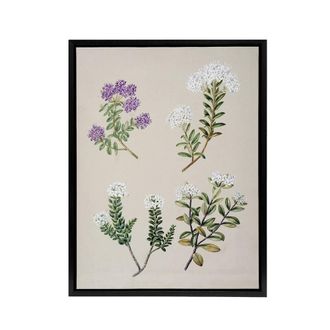Artery8 New Zealand Four Veronica Flowering Plants Featon Framed Canvas Art in Beige | Size: W24 x H32