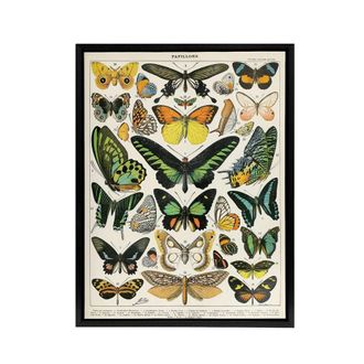 Artery8 Millot Encyclopedia Page Butterflies Framed Canvas Wall Art Print | Size: W24 x H32