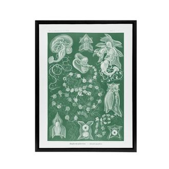Artery8 Siphonophorae Vintage Marine Haeckel Botanical Framed Canvas Wall Art in Green | Size: W24 x H32