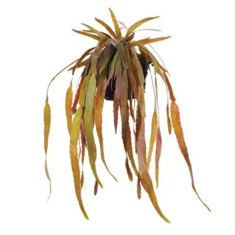 Napa Home & Garden Rhipsalis Drop-In Faux (Fake) 23 in Green at Nordstrom