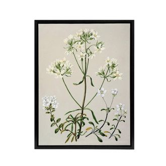Artery8 New Zealand White Gentiana Flowers Featon Framed Canvas Wall Art Print in Beige | Size: W24 x H32