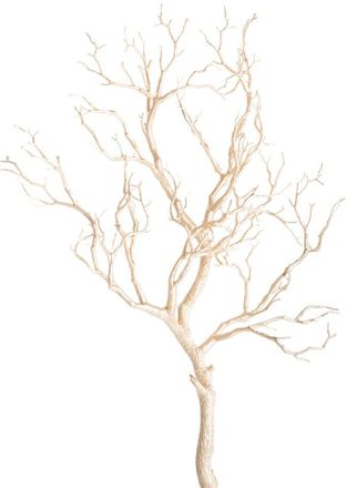 Botanic-Haus Kunstzweig