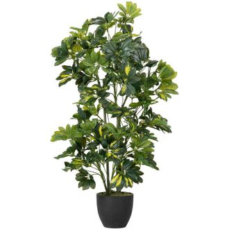 Adda Home Adda Home - Planta Schefflera Arboricola 50x50x95 Cm