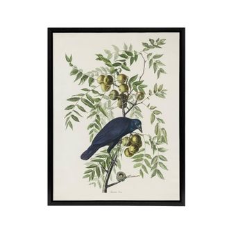 Artery8 American Crow on Walnut Tree Audubon Nature Black Framed Canvas Art in White | Size: W24 x H32