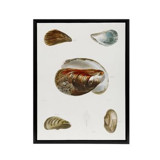 Artery8 James De Kay Different Types of Mussel Seashells Framed Canvas Art in White | Size: W24 x H32