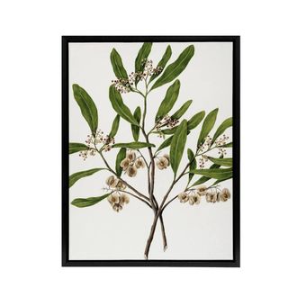 Artery8 New Zealand Akeake Hopbush Flowering Plant Featon Framed Canvas Art in Beige | Size: W24 x H32