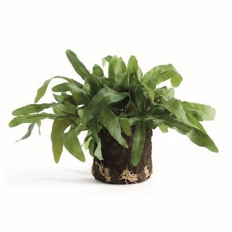 Napa Home & Garden Echeveria Fern Artificial Plant Drop-In in Green at Nordstrom