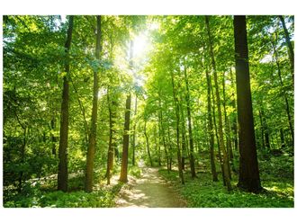 Schubiger M&ouml;bel Digitaldruck auf Glas Waldweg