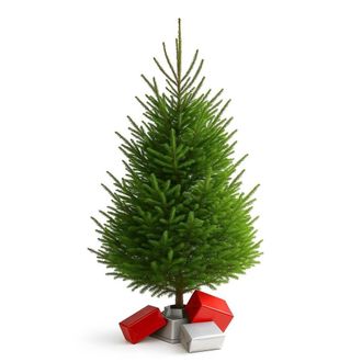 Clifton Premier Norway Spruce Xmas Tree - Fresh Cut - 1.75m - 2.0m (5.75 - 6.5ft) in Green
