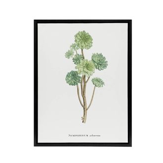 Artery8 Tree Houseleek Succulent Redoute Vintage Black Framed Canvas Wall Art in White | Size: W24 x H32