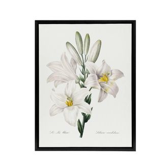 Artery8 White Lily Botanical Redoute Vintage Black Framed Canvas Wall Art | Size: W24 x H32