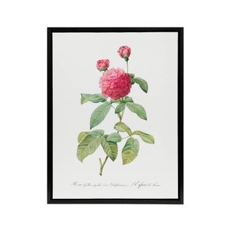 Artery8 Agatha Rose Botanical Redoute Vintage Black Framed Canvas Wall Art in White | Size: W24 x H32