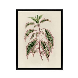 Artery8 Vintage Botanical Rose Mallow Fawcett Black Framed Canvas Art Print in Beige | Size: W24 x H32