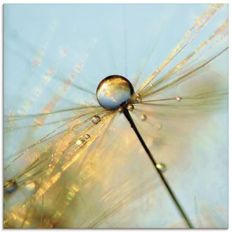 Artland Glasbild »Pusteblume Tautropfen II« 1 Stk. tlg. in verschiedenen Grössen