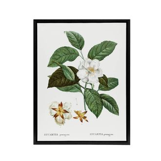 Artery8 Mountain Camellia Flower Redoute Vintage Black Framed Canvas Wall Art in White | Size: W24 x H32