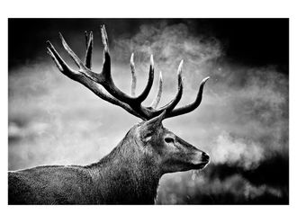 Schubiger M&ouml;bel Digitaldruck auf Acrylglas Hirsch in Schwarz Weiss