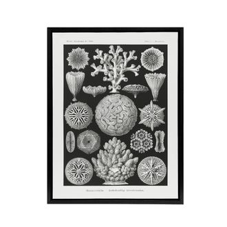 Artery8 Hexacorallia Marine Life Illustration Haeckel Framed Canvas Wall Art in Black | Size: W24 x H32