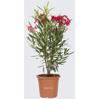 Kentis Nerium Oleander Rosso - Piante Vere da Esterno - h 125-150 cm Vaso da Coltura &oslash; 30 cm