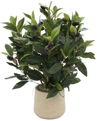 Creative Displays Inc. Olive Plant