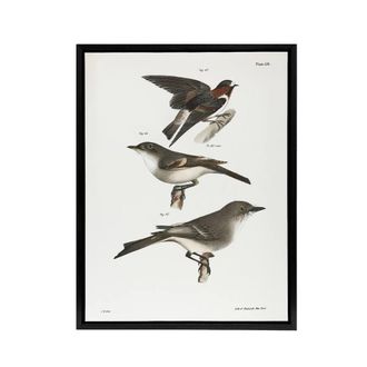 Artery8 James De Kay Cliff Swallow Flycatcher & Sayornis Framed Canvas Art in White | Size: W24 x H32