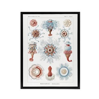 Artery8 Siphonophorae Marine Life Haeckel Botanical Black Framed Canvas Art in White | Size: W24 x H32