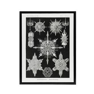 Artery8 Marine sea ocean Life in B&W Haeckel Black Framed Canvas Wall Art | Size: W24 x H32