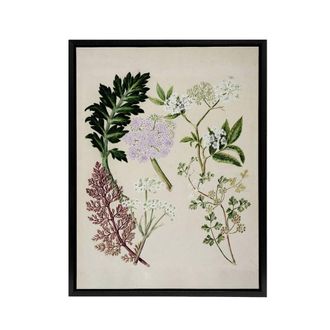 Artery8 New Zealand Ligosticum Latifolium Flowers Featon Framed Canvas Art in Beige | Size: W24 x H32