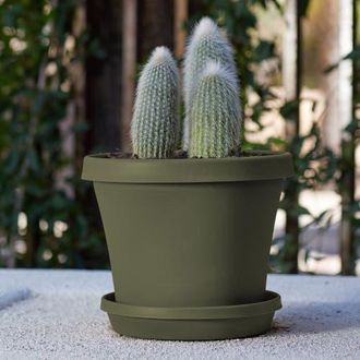 Bloem 12 Inch Terra Pot Planter, Living Green at Nordstrom