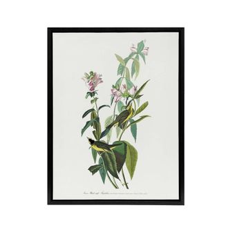 Artery8 Green Black Capped Flycatcher Audubon Nature Black Framed Canvas Print in White | Size: W24 x H32