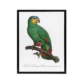 Artery8 The Orange Winged Amazon Parrot Levaillant Framed Canvas Wall Art in White | Size: W24 x H32