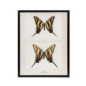 Artery8 Papilio Ajax Butterfly Vintage Artwork Denton Framed Canvas Wall Art in White | Size: W24 x H32