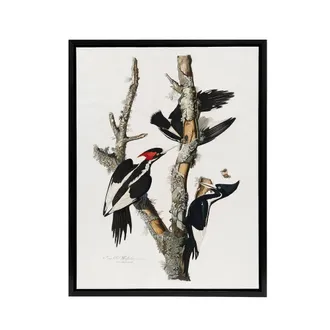 Artery8 Ivory Billed Woodpecker Audubon Nature Black Framed Canvas Wall Art in White | Size: W24 x H32