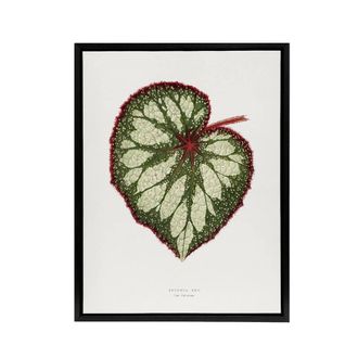 Artery8 AF Lydon Benjamin Fawcett Begonia Rex Leaf Framed Canvas Art Print in White | Size: W24 x H32