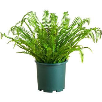 Nearly Natural 27-in UV Resistant Artificial Real Touch Boston Fern Plant in Green at Nordstrom