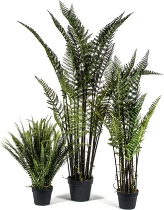 Schubiger M&ouml;bel Kunstpflanzen Lederfarn H: 157 cm