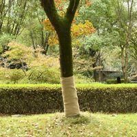 OEM Rollo De Yute 1 X 10 M 100% Yute 200 G/m&sup2; - Crezuo