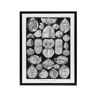 Artery8 Spirobranchus Vintage Marine Life Haeckel Black Framed Canvas Wall Art | Size: W24 x H32