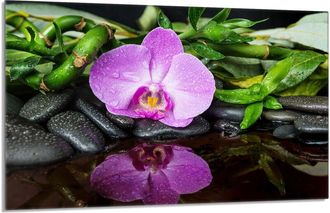 OEM Placa Protectora De Vidrio Para La Estufa 80x52 Orchidea