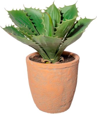 Creativ Green Künstliche Zimmerpflanze »Echeveria im Terracottatopf«