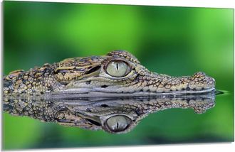 OEM Placa Protectora De Vidrio Para Estufa 80x52 Cocodrilo