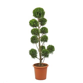 Kentis Kentis - Cipresso Pompon - Cupressocyparis Leylandii Castlewellan Gold - H 140-160 Cm Vaso &Oslash; 30 Cm