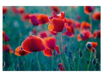 Schubiger M&ouml;bel Digitaldruck auf Acrylglas Mohnfeld